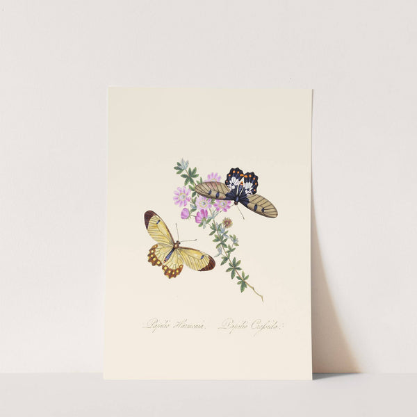 An epitome of the natural history of the insects of New Holland, New Zealand Pl.11 by Edward Donovan