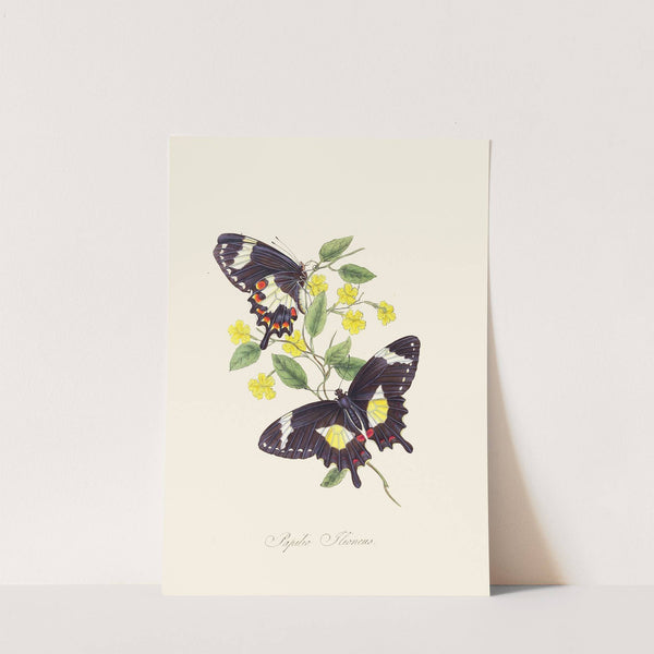 An epitome of the natural history of the insects of New Holland, New Zealand Pl.12 by Edward Donovan