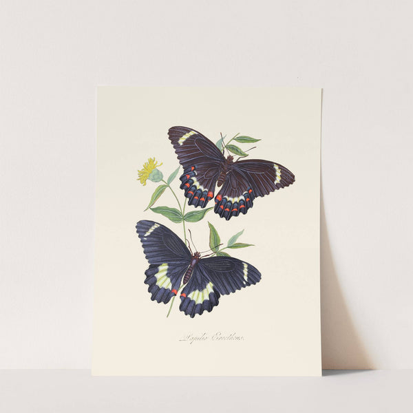 An epitome of the natural history of the insects of New Holland, New Zealand Pl.14 by Edward Donovan