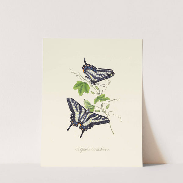 An epitome of the natural history of the insects of New Holland, New Zealand Pl.15 by Edward Donovan