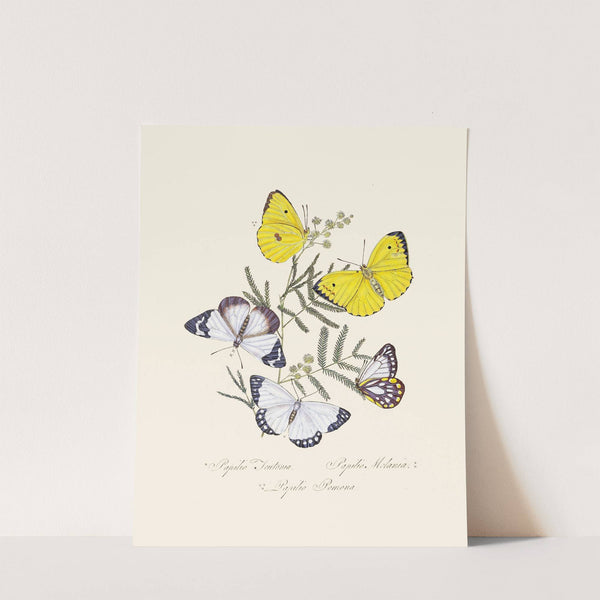 An epitome of the natural history of the insects of New Holland, New Zealand Pl.16 by Edward Donovan