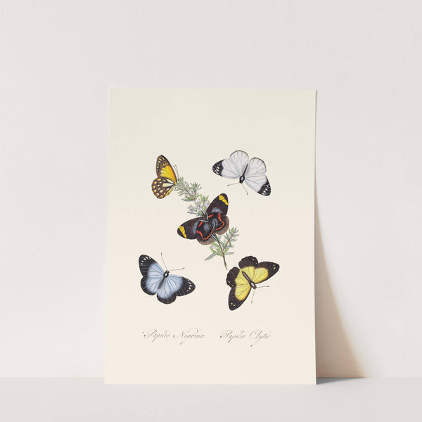 An epitome of the natural history of the insects of New Holland, New Zealand Pl.18 by Edward Donovan