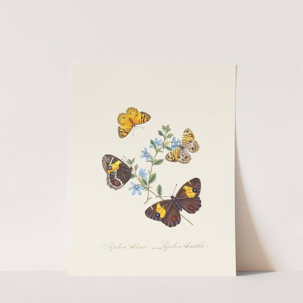 An epitome of the natural history of the insects of New Holland, New Zealand Pl.21 by Edward Donovan