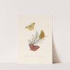 An epitome of the natural history of the insects of New Holland, New Zealand Pl.22 by Edward Donovan