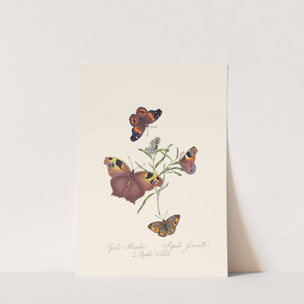 An epitome of the natural history of the insects of New Holland, New Zealand Pl.24 by Edward Donovan