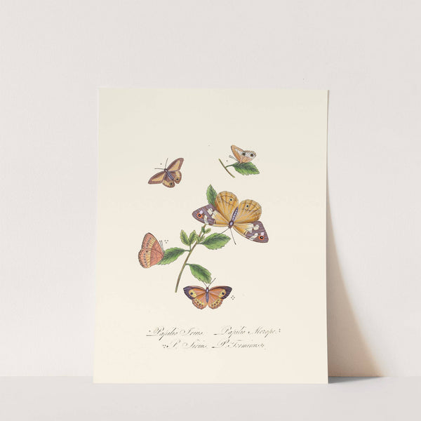 An epitome of the natural history of the insects of New Holland, New Zealand Pl.27 by Edward Donovan