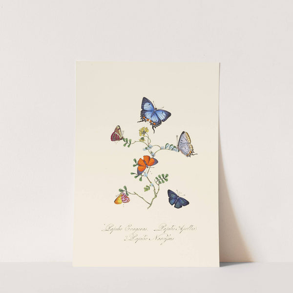 An epitome of the natural history of the insects of New Holland, New Zealand Pl.29 by Edward Donovan