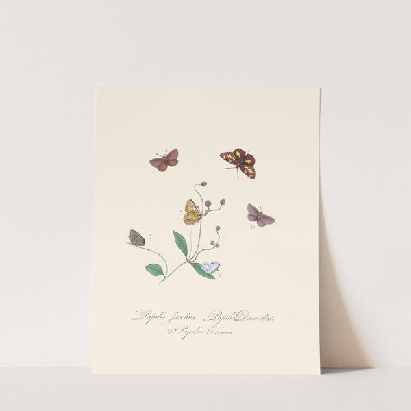 An epitome of the natural history of the insects of New Holland, New Zealand Pl.30 by Edward Donovan