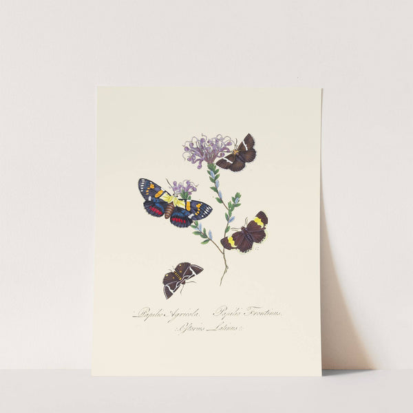 An epitome of the natural history of the insects of New Holland, New Zealand Pl.31 by Edward Donovan