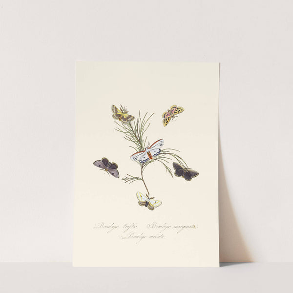 An epitome of the natural history of the insects of New Holland, New Zealand Pl.33 by Edward Donovan