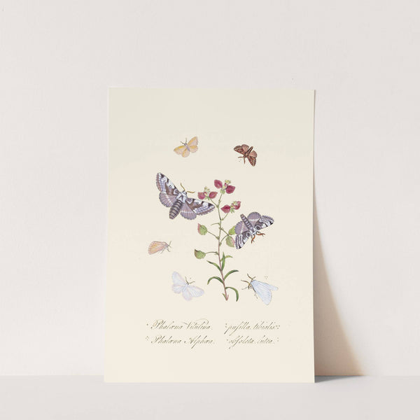 An epitome of the natural history of the insects of New Holland, New Zealand Pl.34 by Edward Donovan