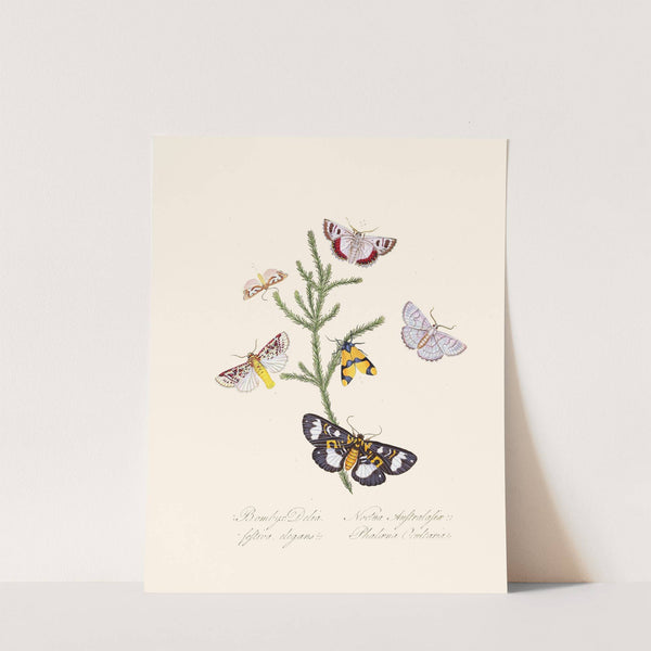 An epitome of the natural history of the insects of New Holland, New Zealand Pl.35 by Edward Donovan