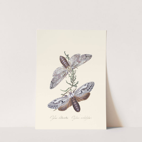 An epitome of the natural history of the insects of New Holland, New Zealand Pl.36 by Edward Donovan