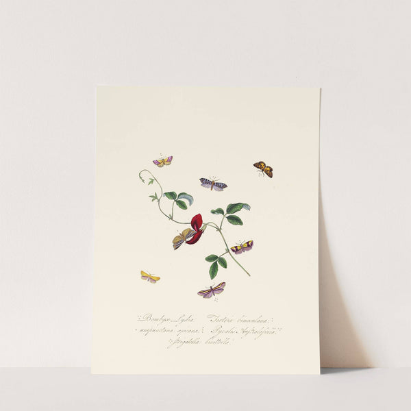 An epitome of the natural history of the insects of New Holland, New Zealand Pl.39 by Edward Donovan