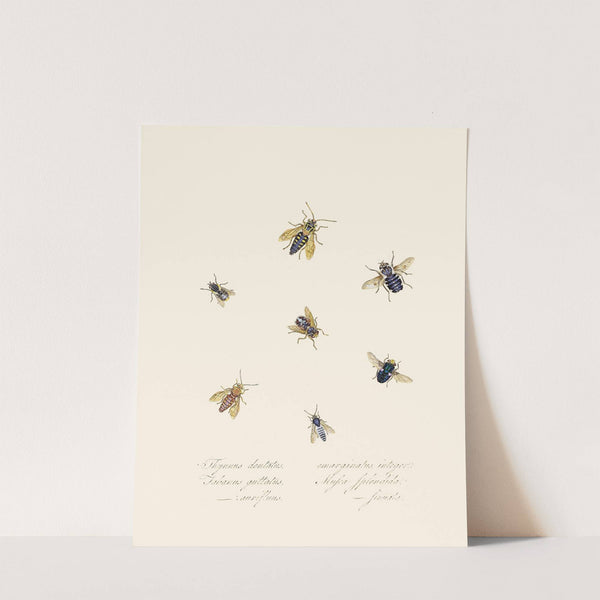 An epitome of the natural history of the insects of New Holland, New Zealand Pl.40 by Edward Donovan