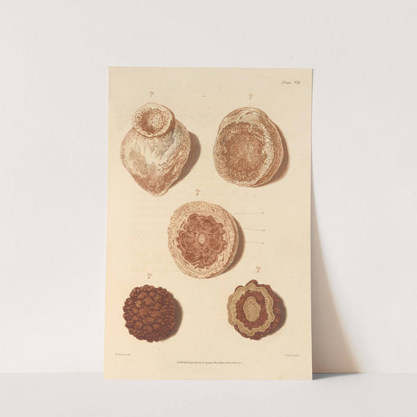 An Essay on the Chemical History and Medical Treatment of Calculous Disorders Pl.4 by Alexander Marcet