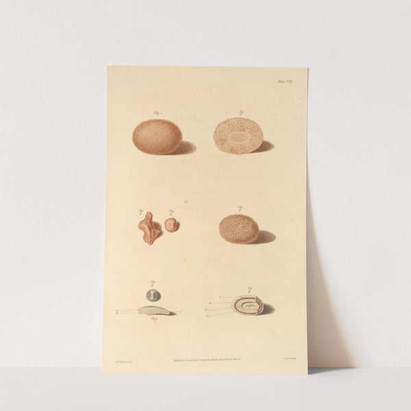 An Essay on the Chemical History and Medical Treatment of Calculous Disorders Pl.5 by Alexander Marcet