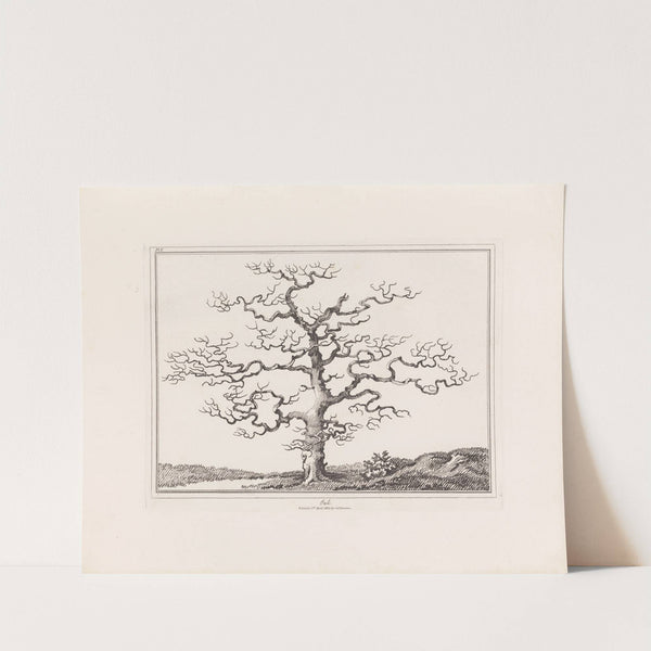 An essay on trees in landscape by E. Kennion