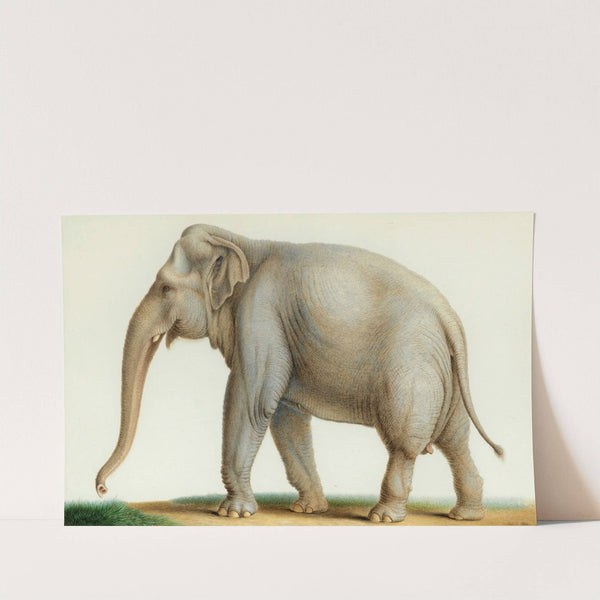 An Indian Elephant (1810) by Nicolas Huet The Younger