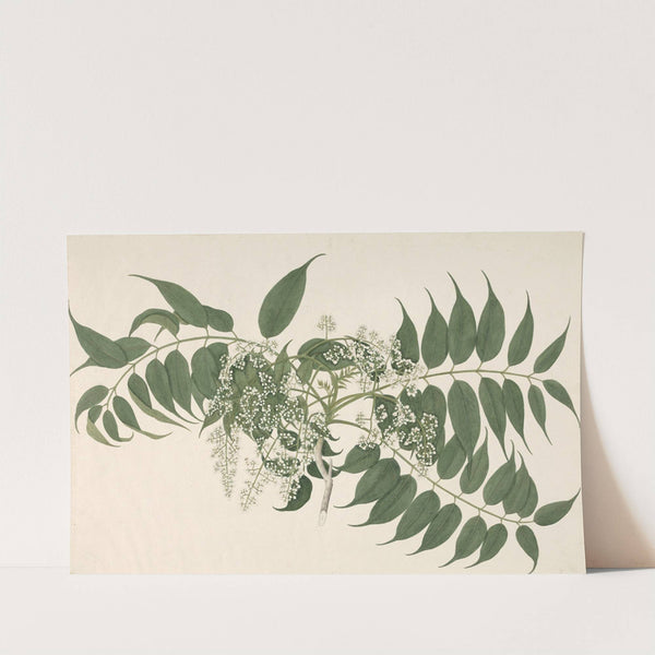 An Indian Shrub with White Blossoms and Pointed Leaves by Janet Dick