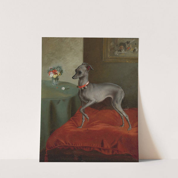 An Italian Greyhound on a Red Cushion (19th Century) by English School