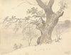 An Oak in Englefield Park