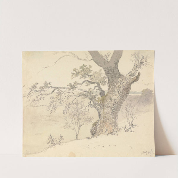 An Oak in Englefield Park by Robert Hills