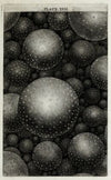 An original theory or new hypothesis of the universe, Plate XXXI (1750)
