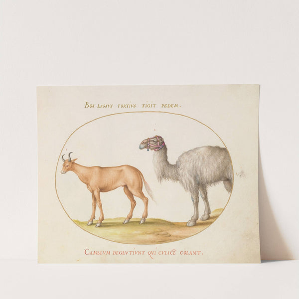 An Ox and a Camel (1575-1590) by Joris Hoefnagel