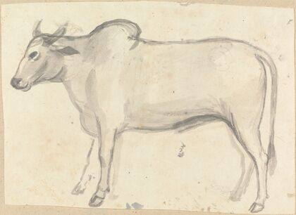 An Ox