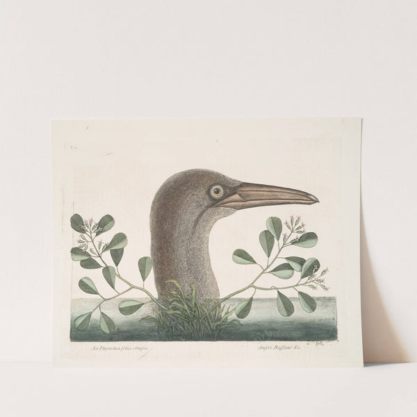 An Thymelæa foliis obtusis; Anseri Bassano &c., The Great Booby. by Mark Catesby