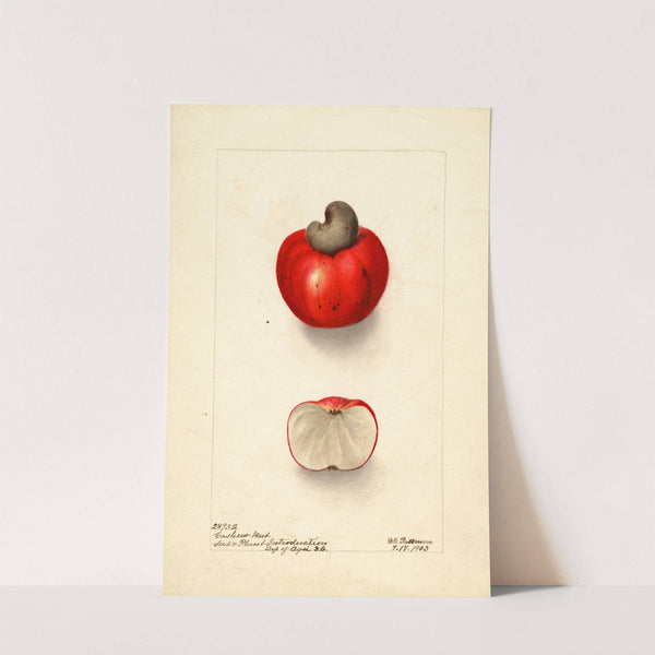 Anacardium occidentale by Deborah Griscom Passmore