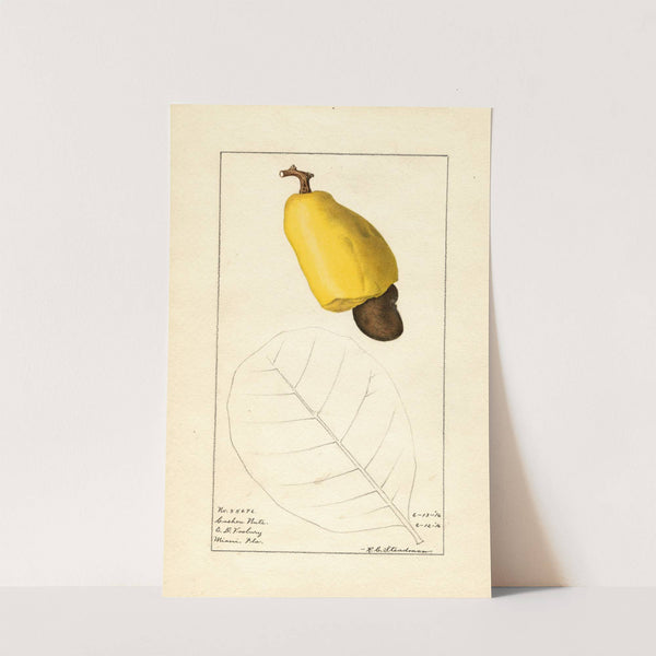 Anacardium occidentale by Royal Charles Steadman