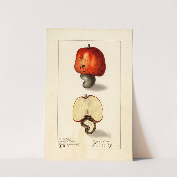 Anacardium occidentale by Ellen Isham Schutt