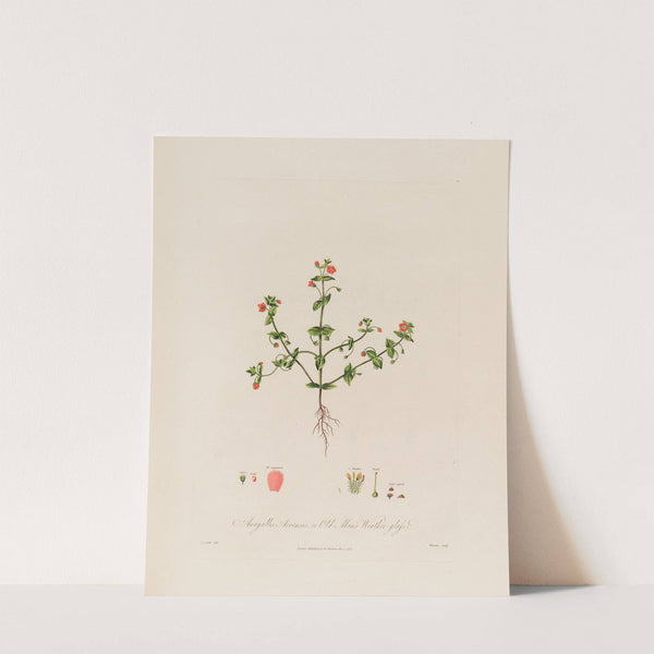 Anagallis Arvensis ; or Old Man’s Weather-glass (1799–1810) by Robert John Thornton