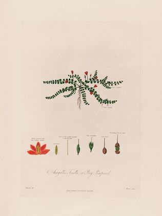 Anagallis Tenella ; or Bog Pimpernel (1799–1810)
