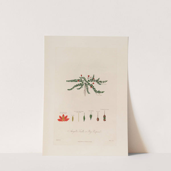 Anagallis Tenella ; or Bog Pimpernel (1799–1810) by Robert John Thornton