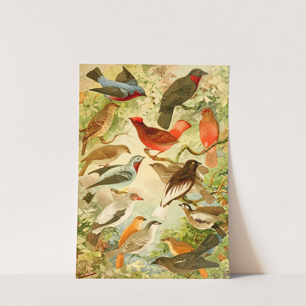 Anambés by Emil August Göldi