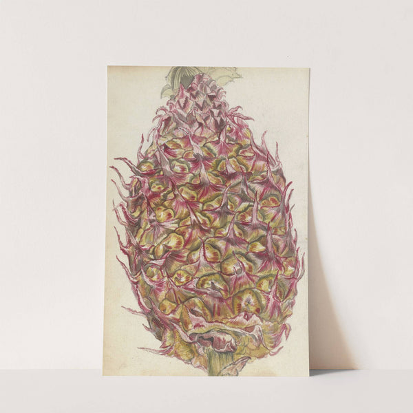 Ananas by Jan Brandes