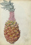 Ananas.