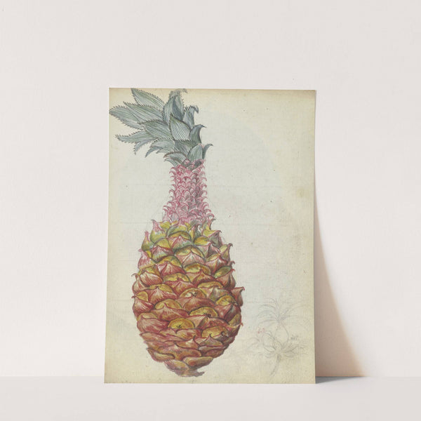 Ananas. by Jan Brandes