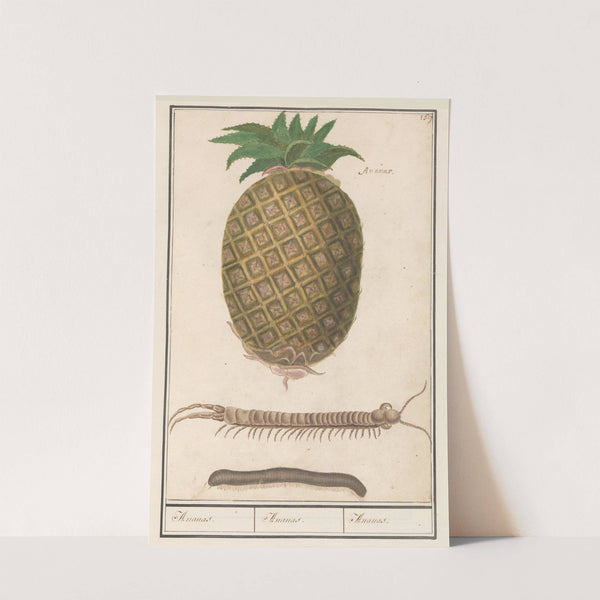 Ananas (Ananas comosus) Ananas. Ananas. Ananas. (1596-1610) by Anselmus Boëtius de Boodt