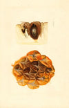 Ananas comosus