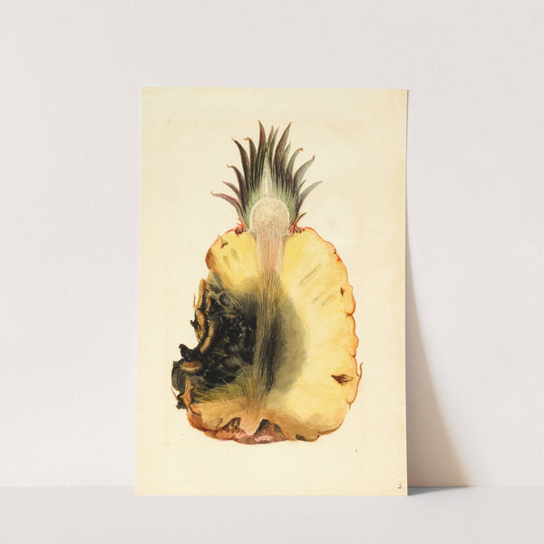 Ananas comosus: Pineapple by James Marion Shull