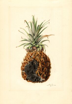 Ananas comosus: Pineapple