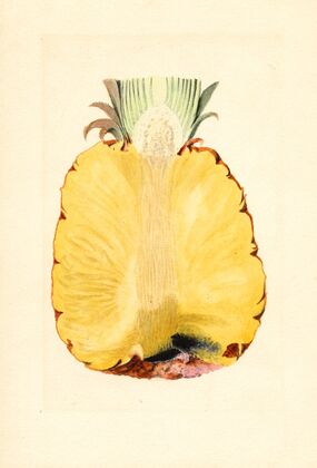 Ananas comosus: Pineapple