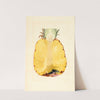 Ananas comosus: Pineapple by James Marion Shull