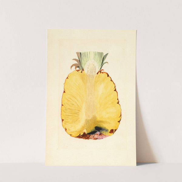 Ananas comosus: Pineapple by James Marion Shull