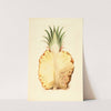 Ananas comosus: Pineapple by James Marion Shull