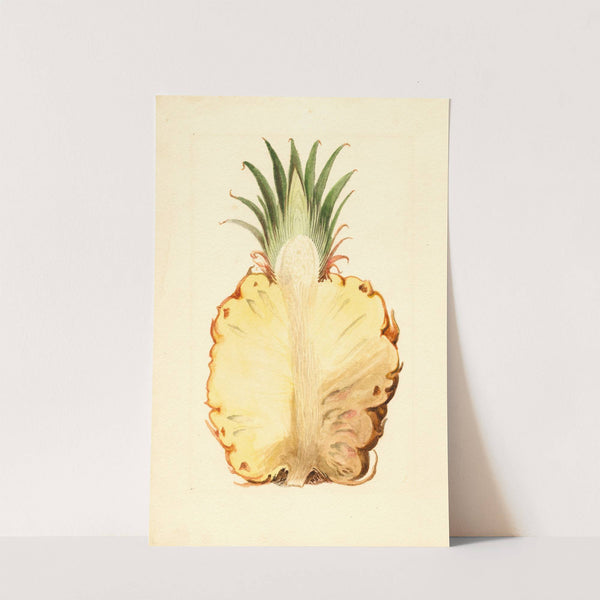 Ananas comosus: Pineapple by James Marion Shull